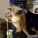 SUGAR GLIDER POCKET PET FEMALE