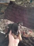 Chihuahua puppies