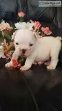 English Bulldog puppies registered 509-671-7273