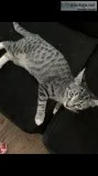 4 month old kitten