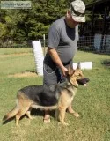 Registered German Shepard Pups