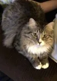 Fluffy 4 year old male cat