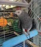  Two African Grey Parrots for sale