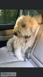 Lost adult Wheaten Terrier cream colored