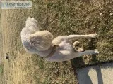 AKC Standard Poodle