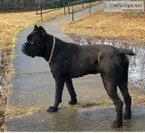 Cane Corso 10 months old
