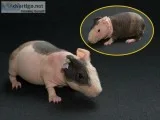 Skinny Pigs