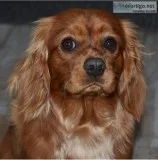 Orlando- Cavalier King Charles Spaniel