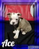 Ace AKC Male Boston Terrier