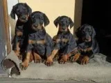 Doberman Puppies