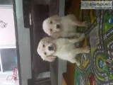8 week old Golden Retriever puppies