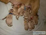 Purebred Labrador pups