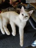 Needing new home