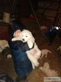 LGD Pyrenees pups