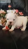 English Bulldog puppies registered 509-671-7273