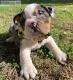 Adorable English bulldog puppies 