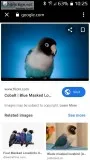 Baby lovebird for sale