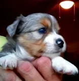 Toy Australian Shepherd Puppies