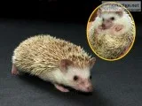 Hedgehogs