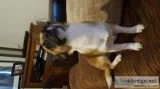 Chihuahua jack