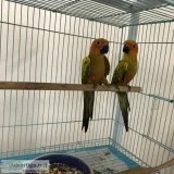 Sun Conures