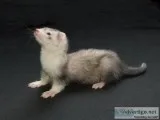 Ferrets