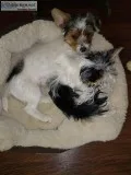 AKC Parti Yorkie