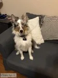 Beautiful &ldquoSheltie&rdquo  Shetland Sheep Dog Needs a Foreve