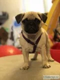Pug puppy