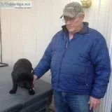 AKC Lab pups