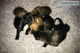 AmericanEuropean boxer puppies