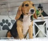 Tawni the Beagle(Female)
