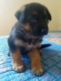 German Shepherd Puppies for sale