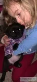 Adorable Puppies