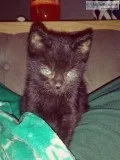 3 kittens for adoption 12 weeks old