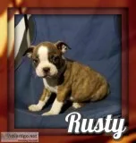 Rusty AKC Male Boston Terrier