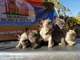 AKC frenchies