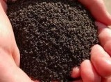 Worm Castings
