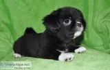 Japanese Chin Shih-Tzu Pekingese Mix pups for sale.