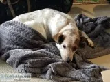Heeler Mix dog for sale