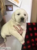 White (yellow) Labrador retrievers