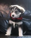 Male and female husky puppies for sale.