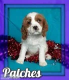 Patches Male Cockapoo