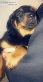 Adorable Rottweiler Puppy