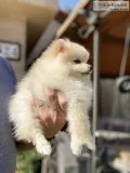 Amazing&rdquoAKC&rd quoWhiteCream Pom