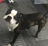 Gus Boston Terrier