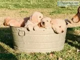 Golden Retriever Puppies for sale