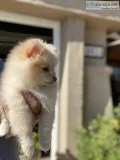 Gorgeous&rdquoAKC&r dquoWhiteCream Pom