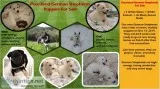 German Shepherd Puppies For Sale
