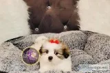shorkies